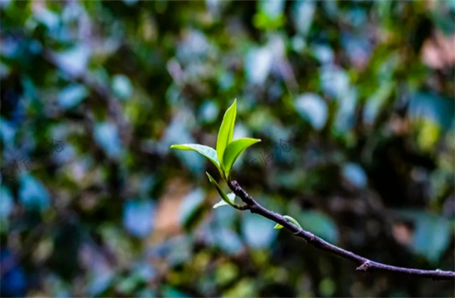 大美云南---临沧天下茶仓-----四大名茶